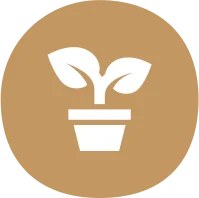 eco friendly disposable plates